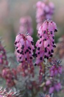 Erica x darleyensis 'Pink Harmony'  - Winter flowering heather