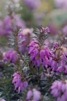 Erica carnea 'Lohses Rubin'  - Winter flowering heather