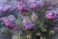 Erica x darleyensis 'Alice'  - Winter flowering heather with hoar frost