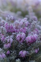 Erica carnea 'Lohses Rubin'  - Winter flowering heather with hoar frost