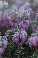 Erica carnea 'Lohses Rubin'  - Winter flowering heather with hoar frost
