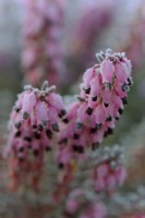 Erica x darleyensis 'Pink Harmony'  - Winter flowering heather with hoar frost
