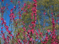 Prunus mume 'Beni-chidori' - Japanese Apricot February 