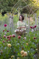 Susie Harris-Leblond picking dahlias in her cutting garden