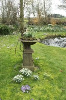 Cast iron classic flower pot filled with Galanthus near round pond and lawn with various Galanthus.