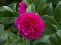 Camellia x williamsii 'Debbie' late march Norfolk