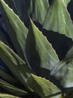 Agave salmiana  leaves Spring