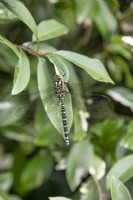 Aeshna juncea - Female Common Hawker dragonfly on a leaf at The Burrows Gardens, Derbyshire, in August