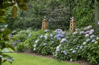 Hydrangeas at The Burrows Gardens, Derbyshire, in August