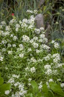 Alyssum maritima syn. Lobularia maritima, Clypeola maritima, Alyssum halimifolium L - Sweet alyssum, Snow-white carpet