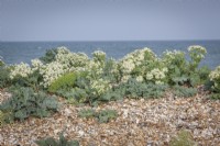 Crambe maritima - Sea kale, Sea cabbage - on the beach at Selsey.