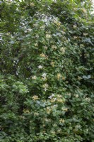 Lonicera periclymenum 'Graham Thomas' - Honeysuckle - and Clematis montana var. wilsonii trained through a tree