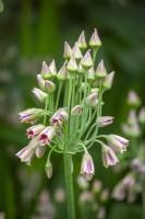 Nectaroscordum siculum subsp. bulgaricum syn. Allium meliophilum  - Bulgarian honey garlic