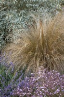 Chionochloa rubra AGM syn. Chionochloa conspicua 'Rubra', Danthonia raoulii var. rubra - Red tussock grass