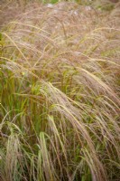 Anemanthele lessoniana AGM syn. Stipa arundinacea - New Zealand Wind Grass