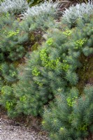 Euphorbia cyparissias 'Fens Ruby' syn. Euphorbia cyparissias 'Clarice Howard', Euphorbia cyparissias 'Purpurea' - Cypress spurge - growing in a wall