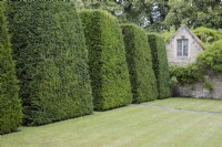 Line of truncated pyramidal shaped Yew at edge of front Lawn which have not yet been cut. July. Summer.  