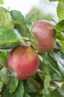 Apple 'Red Windsor' syn. ''Red Alkmene', 'Sweet Lilibet'. Malus domestica. Ripe desert apples. September.