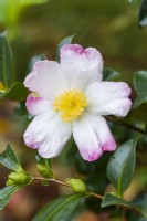 Camellia sasanqua 'Versicolor'. Closeup of white and pink flower and buds after rain in October.