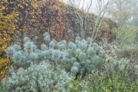 Mixed border next to a beech hedge in autumn with drought resistant plants including santolina, euphorbia, eryngium and origanum. November.