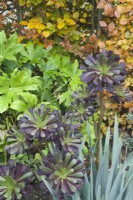 Aeonium arboreum 'Arnold Schwarzkopff' syn. Aeonium 'Zwartkop' in a mixed border next to a beech hedge in autumn with other drought resistant plants including Fatsia japonica and Yucca filamentosa. November.