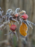 Rosa rugosa 'Rubra' rosehips in frost December