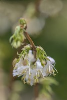 Lonicera x purpusii 'Winter Beauty' flowering in Spring - March