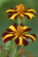 Tagetes patula  'Mr Majestic'  French marigolds  July
