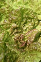 Lactuca sativa  'Merveille des Quatre Saisons'  Lettuce  Syn. Marvel of Four Seasons  July