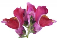 Antirrhinum  'Tom Thumb'  Dwarf Snapdragon  One colour from mixed  July