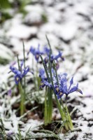 Iris reticulata 'Harmony' in the snow in an urban garden. 