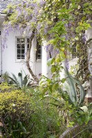Wisteria growing in courtyard with giant aloe vera