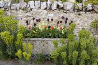 Tulips and wallflowers in a cast concrete planter surrounded by euphorbias in April