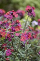 Perennial wallflower Erysimum 'Red Jep' in April