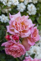 Rosa 'Compassion', a fragrant climbing rose with large double coral pink flowers from June into autumn.