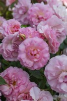 Rosa 'Happy Retirement', a bush rose with clusters of soft pink flowers from June.