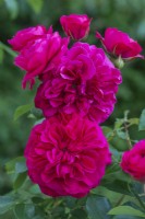 Rosa 'Frilly Cuff', a modern shrub rose bearing fragrant, deep cerise double flowers from June.