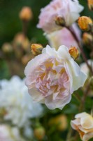 Rosa 'Ghislaine de Feligonde', a repeat flowering rambling rose with orange buds opening in June to apricot flowers that fade.