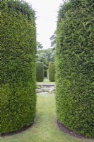 View through Yew columns to pond and further Yew columns which have not yet been cut. July. Summer