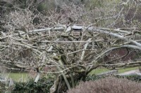 An old, metal gazebo frame is used as a frame to train and support a wisteria. The Garden House, Yelverton, Devon
