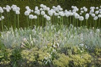 White themed herbaceous border including Allium 'Mount Everest', Euphorbia cyparissias, Miscanthus 'Morning Light', Viola with a yew hedge backdrop at Gresgarth Hall, Lancashire, England