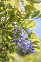 Close-up of a Wisteria sinensis, Chinese wisteria mauve flower and young foliage in spring
