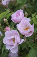 Rosa x macrantha 'Daisy Hill', a tall shrub rose bearing rich pink flowers in June.