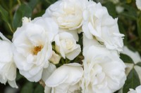 Rosa 'Iceberg', a floribunda shrub rose bearing clusters of pure white, sweetly fragrant flowers from May into autumn.