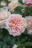 Rosa 'Joie de Vivre', a compact modern shrub rose bearing fragrant, rosette shaped, double pale pink to peach flowers from May throughout the season.