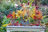 Autumn bouquets featuring colorful foliage, asters and berries of guelder rose and spindle in basket and terracotta pots.