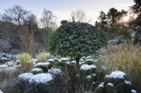 Clipped Portuguese laurel amongst clipped box and ornamental grasses in a formal garden in December.