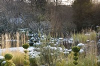 Bleached stems of ornamental grasses catch the sunlight in a garden of clipped box in December.