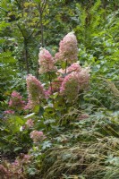In woodland garden, a clump of Hydrangea paniculata 'Wim's Red', with wine red stems bearing cone-shaped clusters of flowers, opening white in spring, turning pink in summer and red in autumm.
