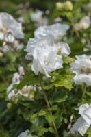 Hibiscus syriacus 'Diana', Rose of Sharon, a deciduous shrub bearing masses of white flowers from mid summer until first frosts.